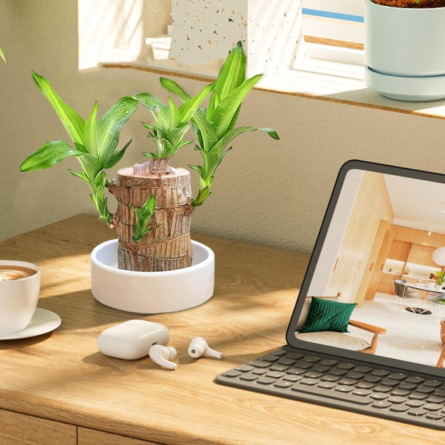 Gifted Garden Brazilian Lucky Bamboo Live Plant, Good Luck Plant, Healthy Indoor Plant for Home Decor (B0DG5VLLZQ) Amazon Price History, Amazon Price Tracker