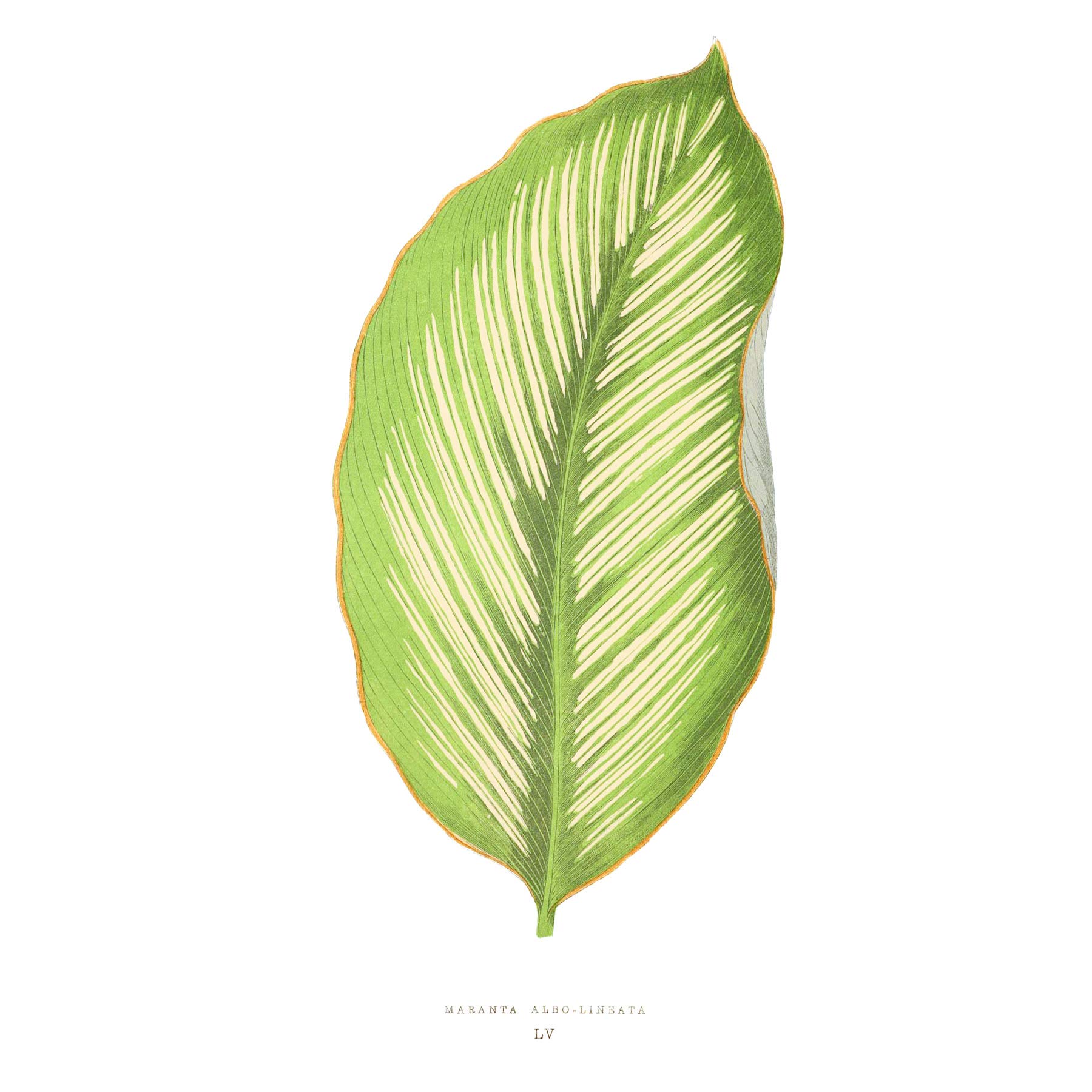 Leaf Maranta Albo Lineata Art Print Poster Wall Decor