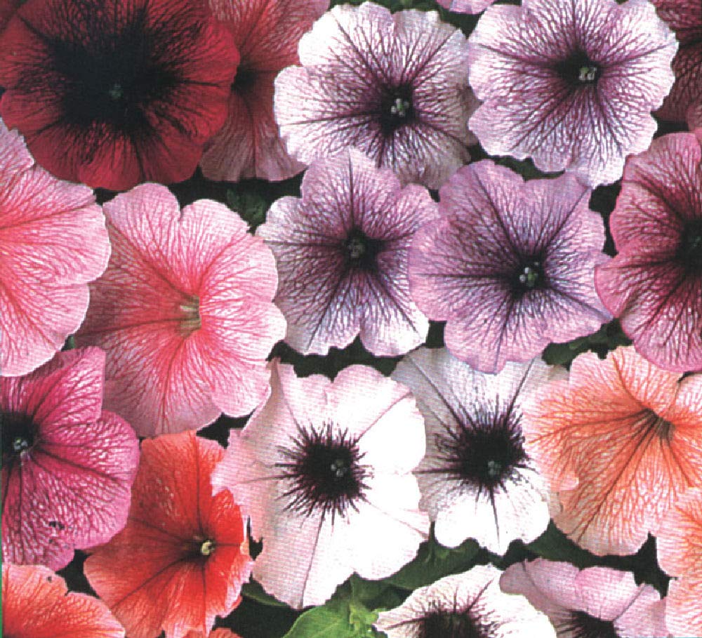 Viridis Hortus - 100 x Petunia Multiflora Reflection Mix F1 Pelleted Flower Seeds