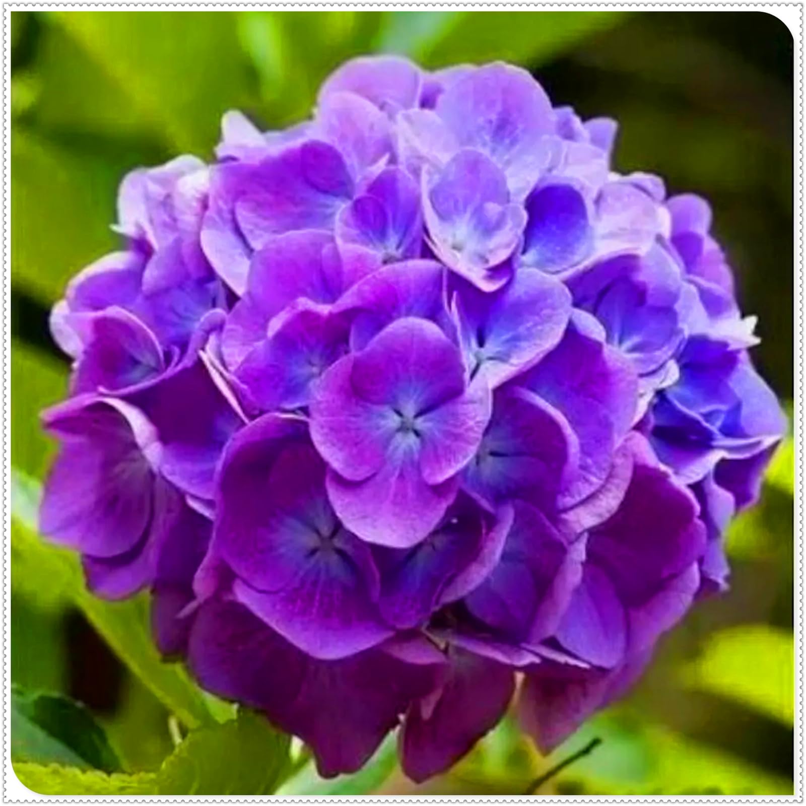 Perennial, Brilliant Hydrangea Bulbs,for Stunning Garden Displays-4 Bulbs-F