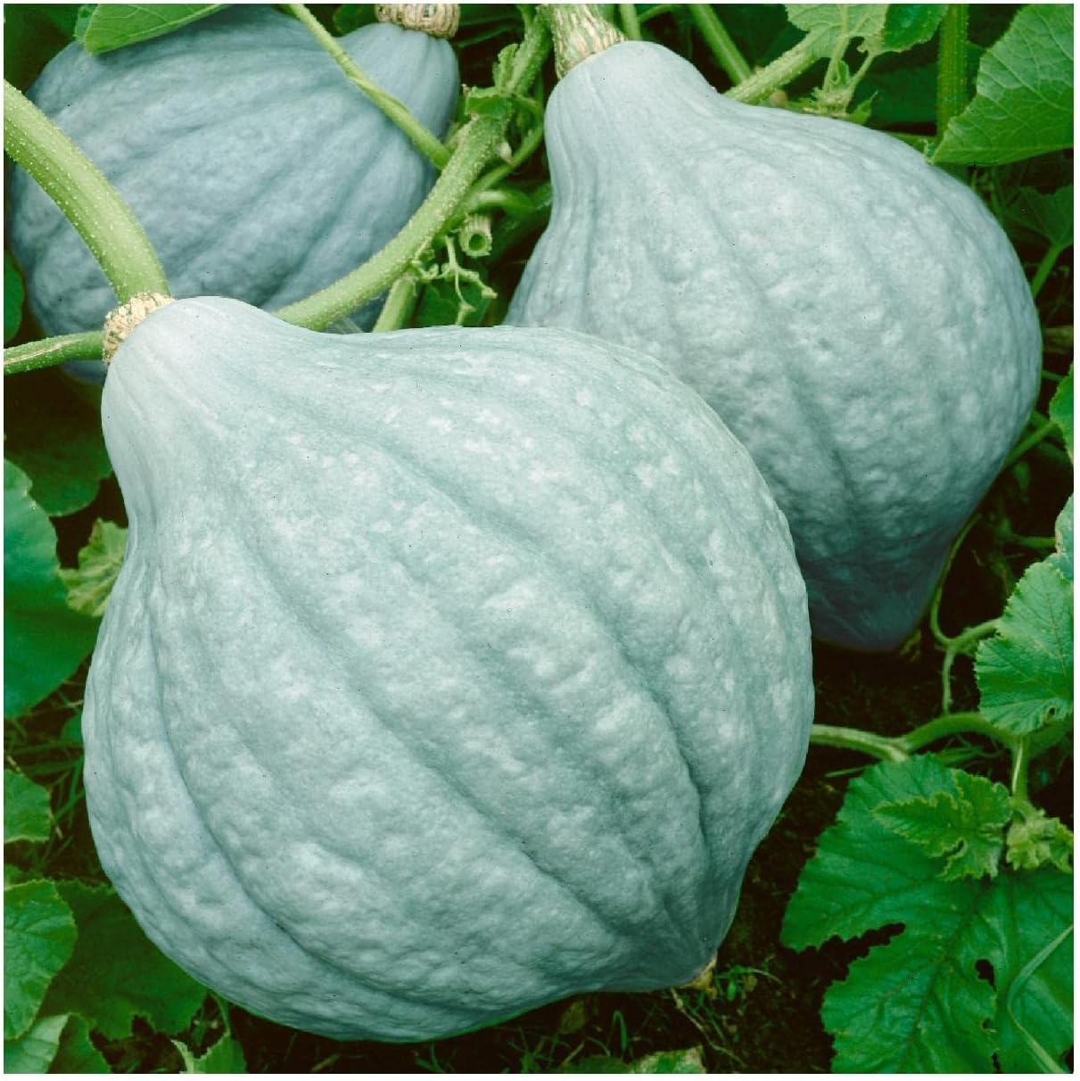 Everwilde Farms - 1 Lb Blue Hubbard Winter Squash Seeds - Gold Vault