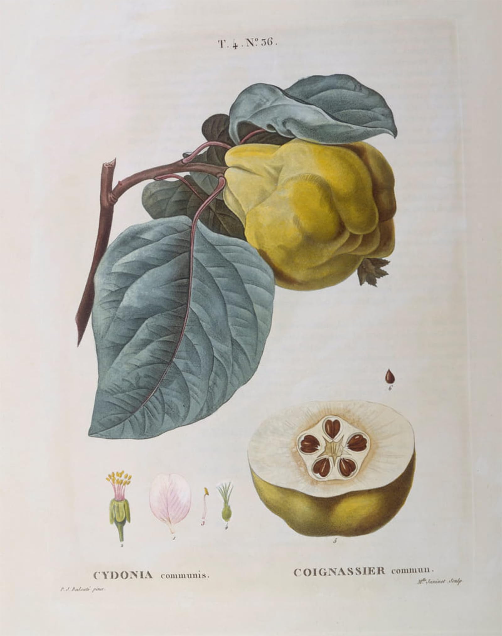 ARTXLXXBN Famous Prints Artwork Pictures Poster Painting Art Quince by Pierre Redouté Artwork Landscape Pictures for Home Decor 60x90cm