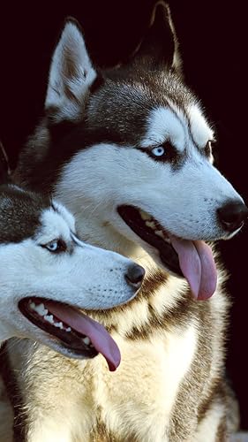 Husky Puppies Wallpaper Amazon Com Appstore For Android
