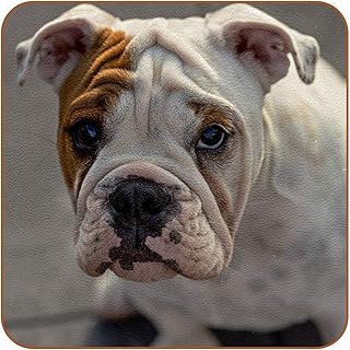 Sottobicchieri Bulldog inglese Coaster for Drinks Set di 6 resistenti al calore Tovaglietta pelle Per bevande al tè alla birra al caffè design creativo Regalo 10.3x10.3 cm