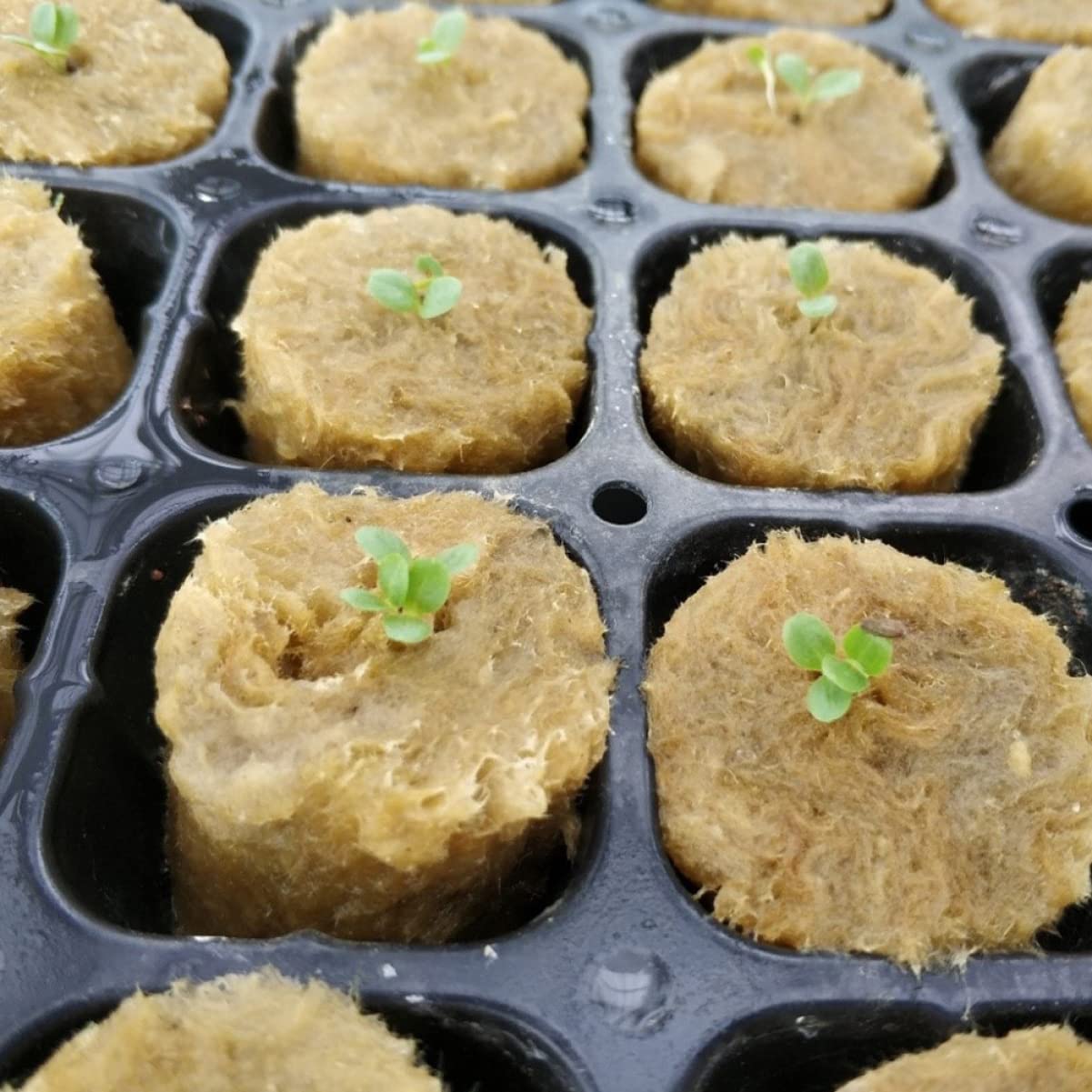 POPETPOP 4 Juegos De Bloques De Germinación Hidropónica Tapones De Inicio Sin Tierra Bloques De Nutrientes para Jardinería De Flores Y Vegetales (100 Unidades)