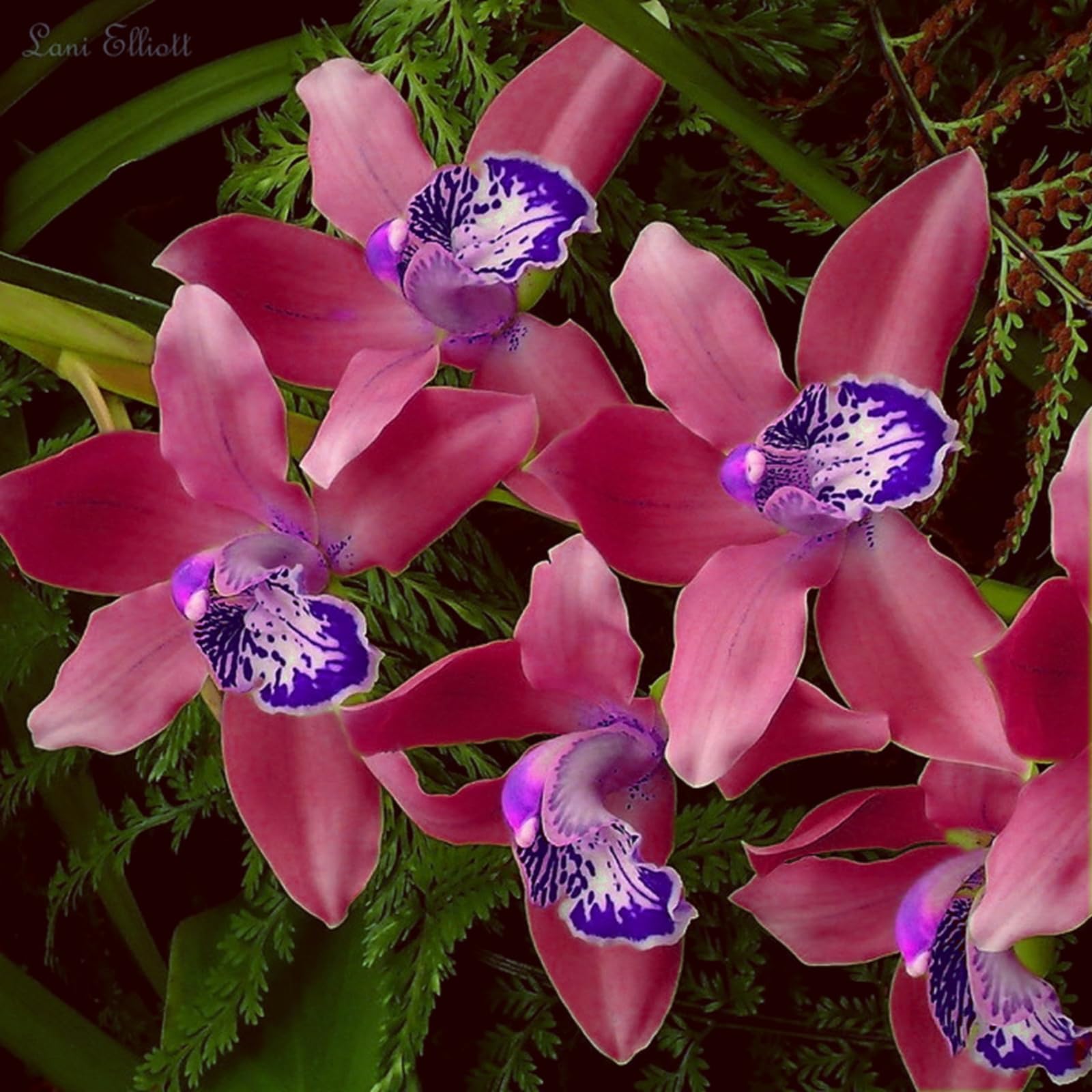 Radiant Cymbidium Orchid Bulbs – Jumbo Blooms for Holiday Displays – Easy-Grow Indoor Flowers, Perfect Decor-4 Bulbs-I