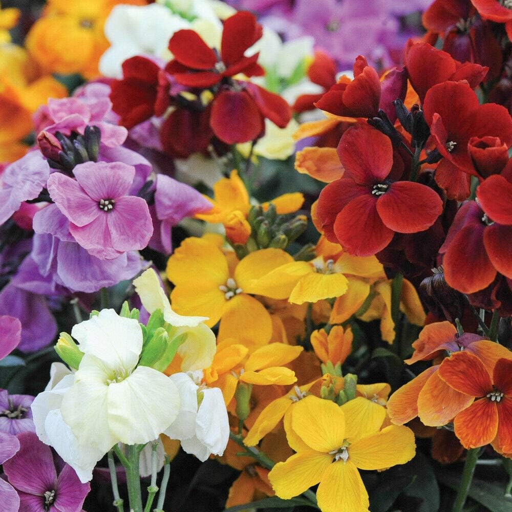 WallFlower Sugar Rush Garden Plant Hardy Biennial Flowering Garden