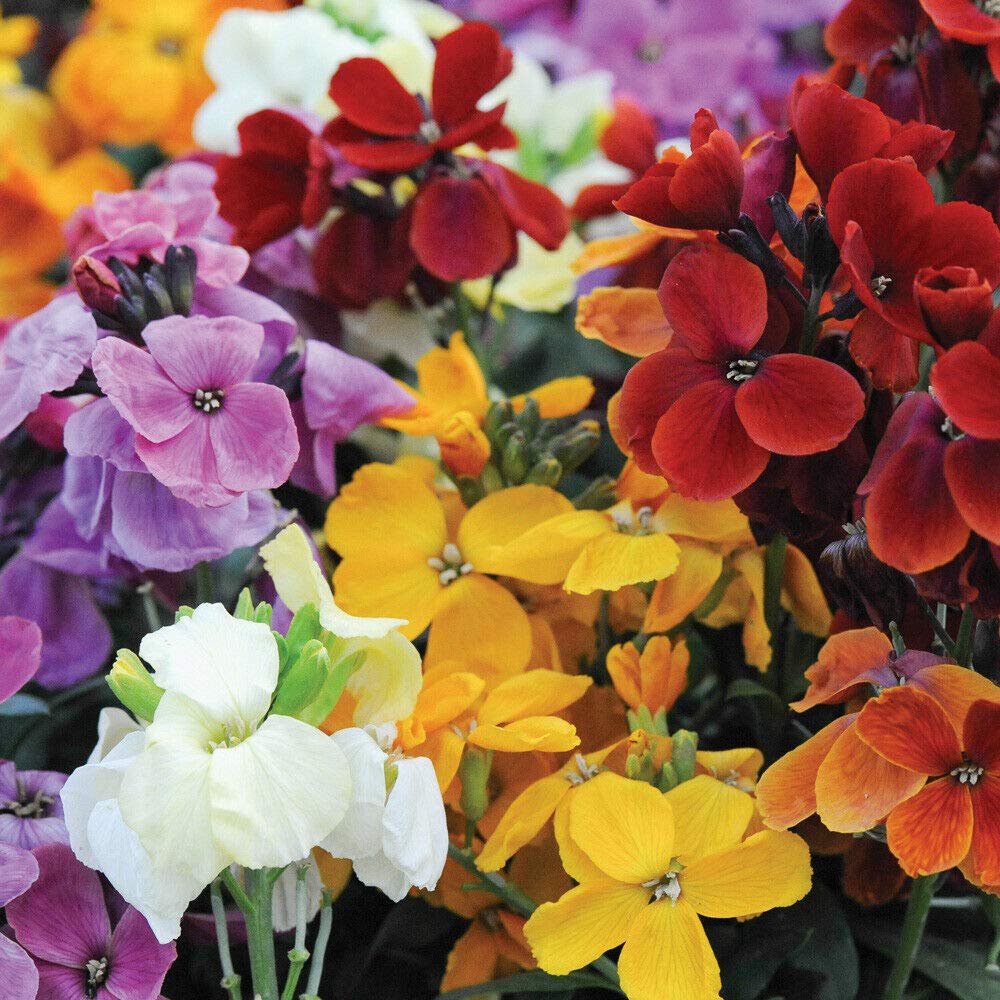 12 WallFlower 'Sugar Rush' Garden Ready Plants โ Award-Winning Fragrant Bedding Plant for Year-Round Colour in Beds & Containers by Thompson & Morgan