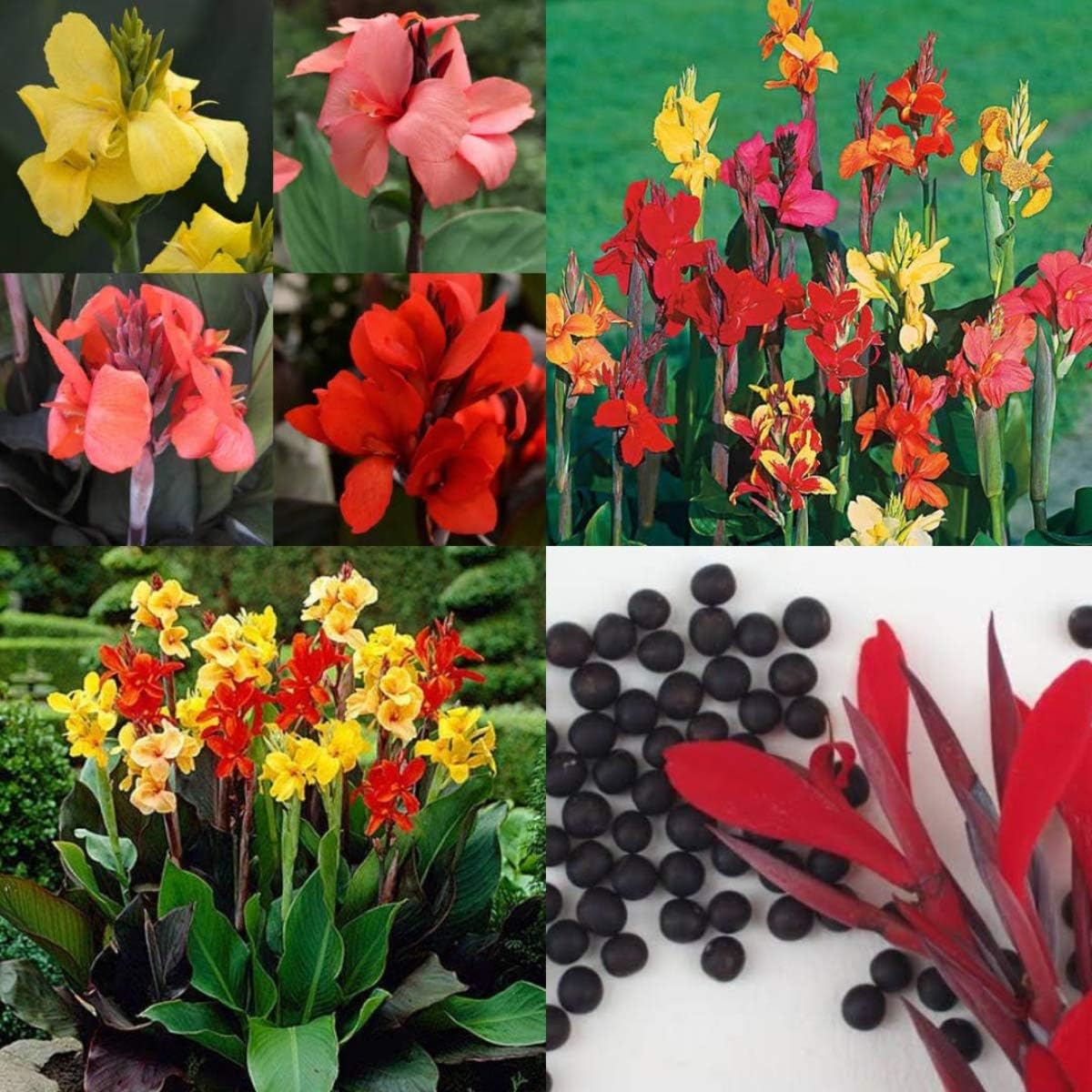 SHOP 360 GARDEN Mixed Canna indica/Canna Lily/Indian Shot Ornamental Flower Seeds For Growing - Pack of 20 Seeds