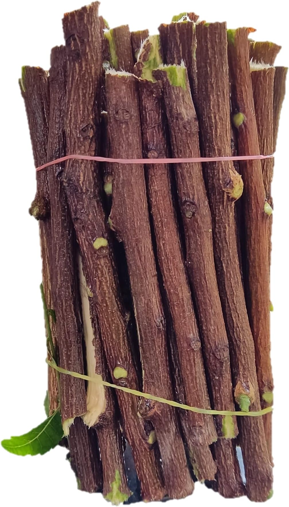 Avenew Neem Datun Toothbrush Neem Tree Twigs Chew Sticks for Brushing Teeth 1 PCS