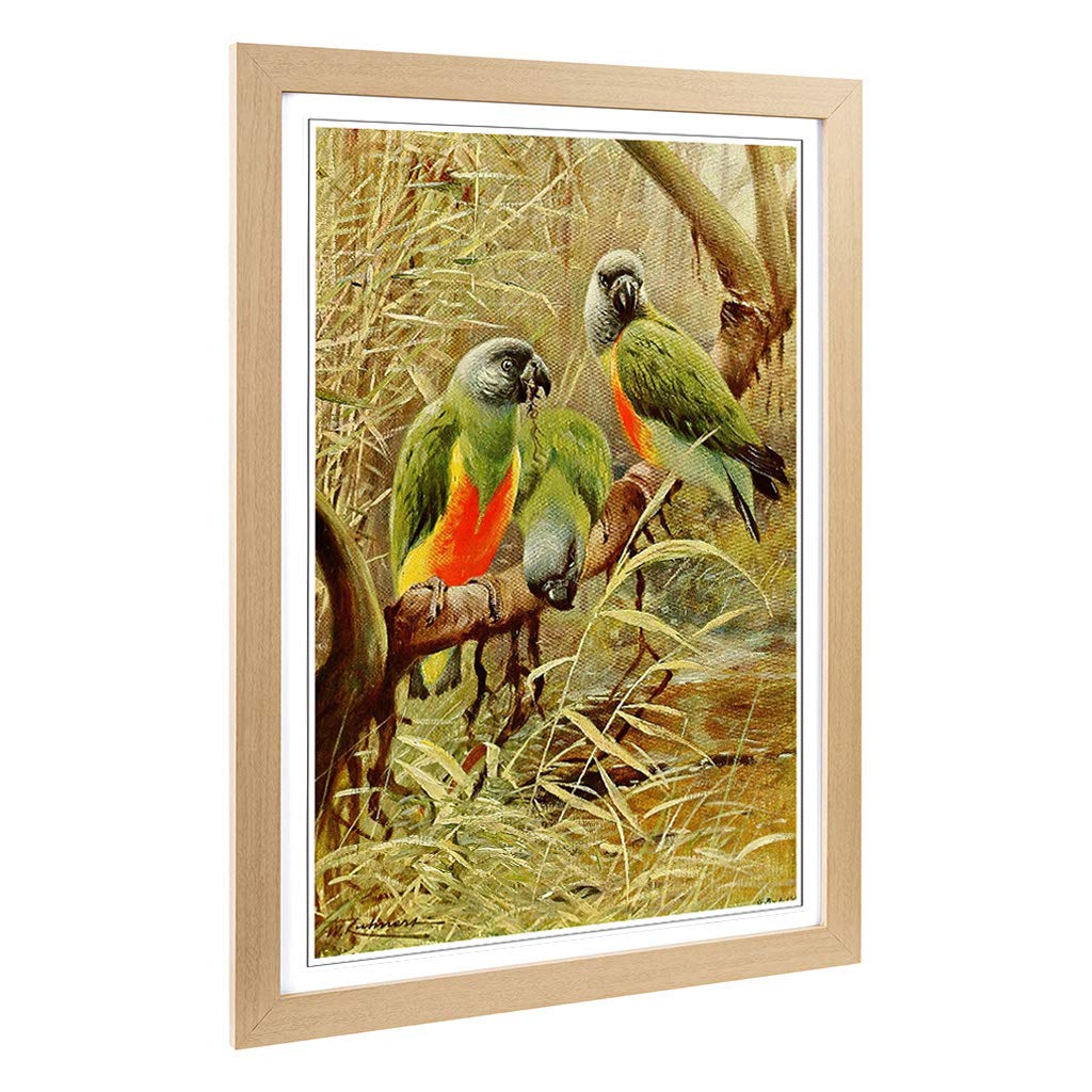 Big Box Art Framed Print of Vintage W Kuhnert Senegal Parrot Design | Wall Art Picture | Home Decor for Kitchen, Living Room, Bedroom, Hallway, Oak, A2 / 24.5x18 Inch / 62x45cm