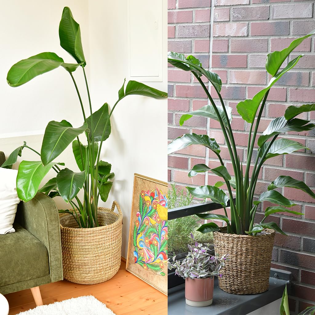 Strelitzie Strelitzia nicolai | XXL Zimmerpflanze 100–110 cm hoch | mit 2–3 Trieben im 21 cm-Topf | Pflegeleicht für Wohnzimmer, Büro oder Balkon | frisch aus der Gärtnerei | Green Me Up