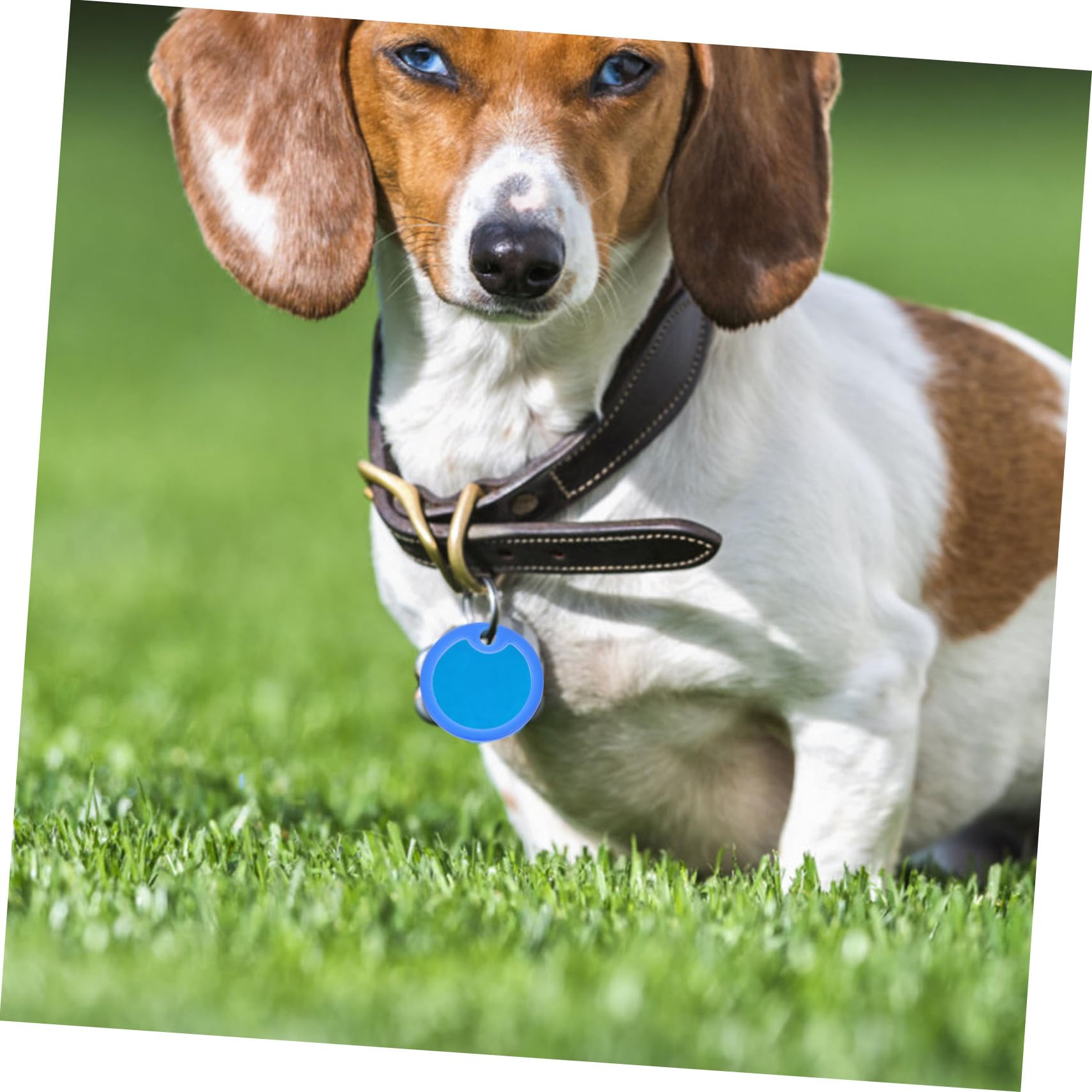 SUPVOX 75pezzi Anelli Silenziosi Per Medagliette Per Cani Accessori Per Collari Comfort e Sicurezza Per Tuoi Animali Domestici
