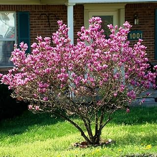 2 Ann Magnolia Live Bare Root Seedlings | 8-12" Rooted Cuttings | Cold-Hardy Late-Blooming Magnolia Tree | Well-Rooted Ornamental Shrub