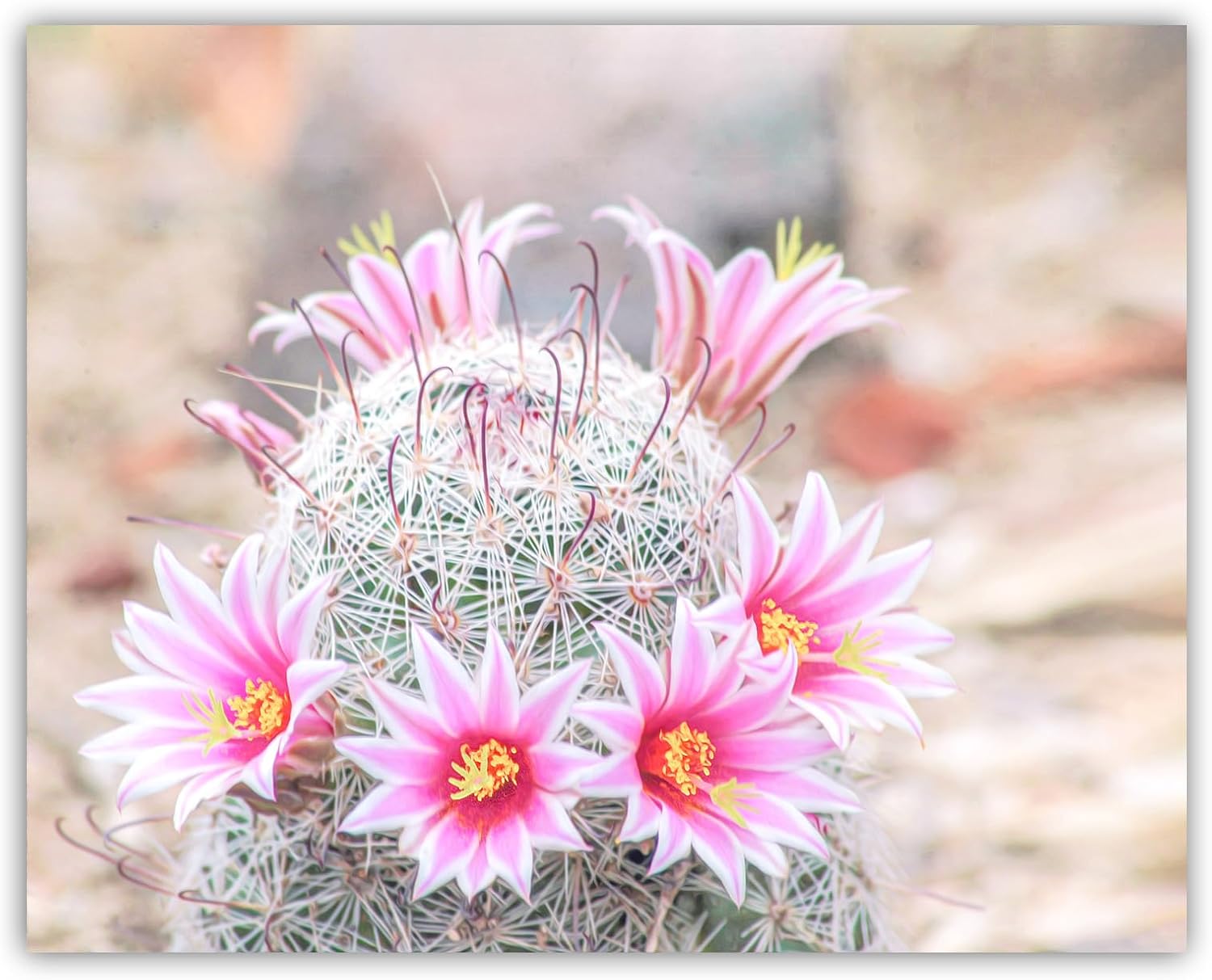 Pink Cactus Flower Photograph in Arizona Desert as Wall Decor for Home or Office