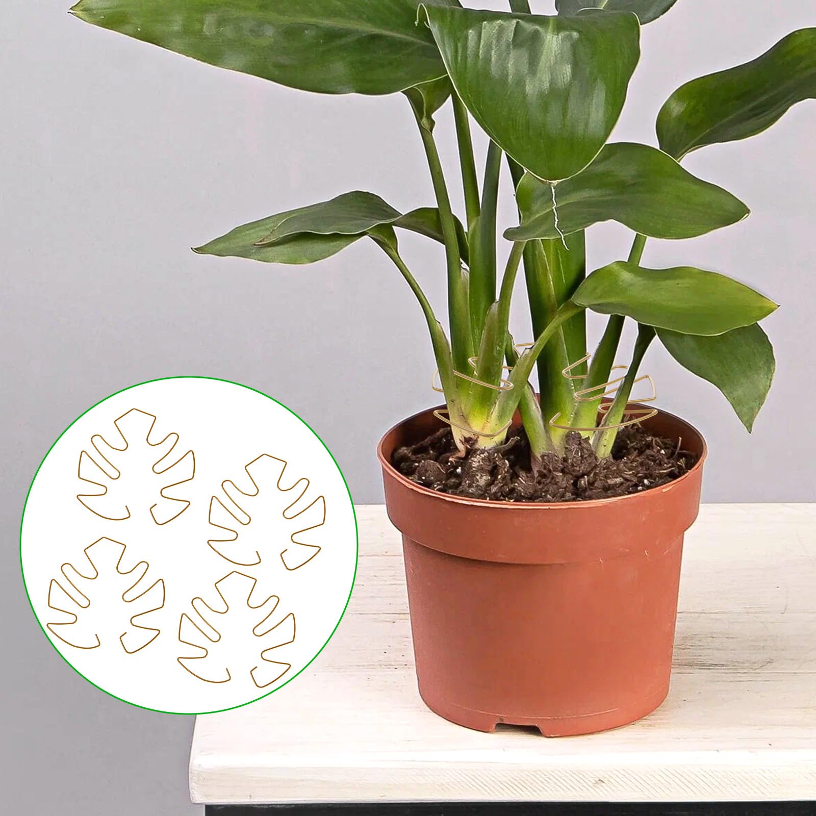 Tyqour 4 Stck Pflanzensttze Monstera Blatt Pflanzen Sttze Monstera  Rankhilfe Pflanzenstielsttze Stngelsttze Pflanzensttzen Pflanzen Halter  fr Zimmerpflanzen im Freien : Amazon.de: Garten