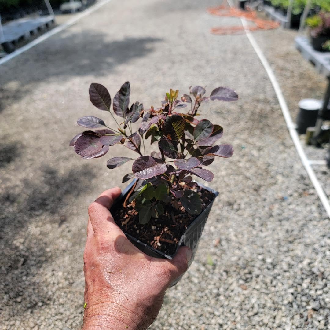 Velveteeny™ Dwarf Purple Smokebush (cotinus) - Live Plant - (1 QT)