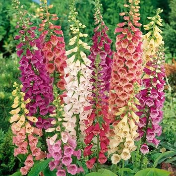 Seeds Foxglove Purple Mix - Digitalis - Perennial Flowers for Planting - GMO Free