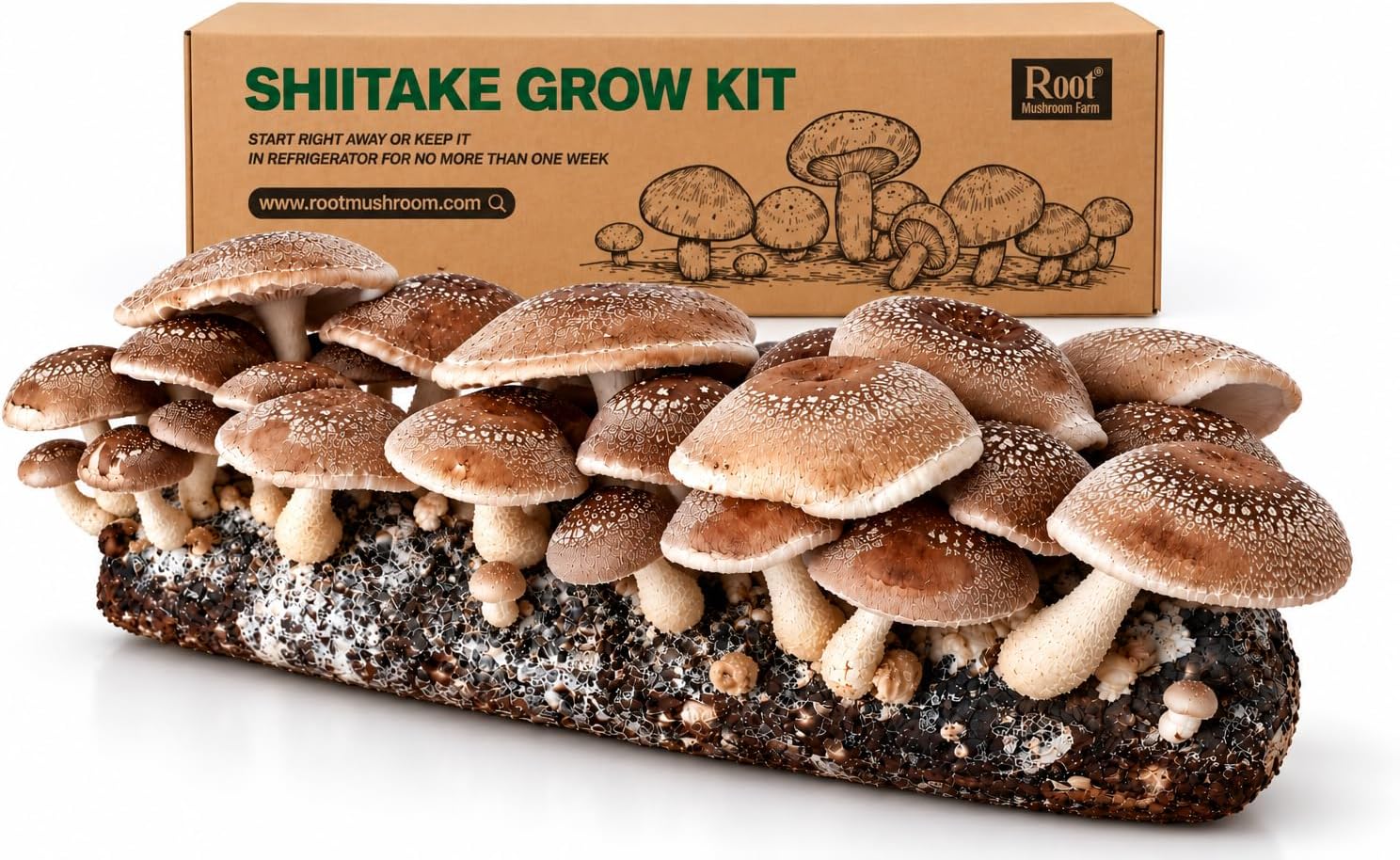Root Mushroom Farm-Shiitake Mushroom Grow Kit-Starting Right Away Once Received