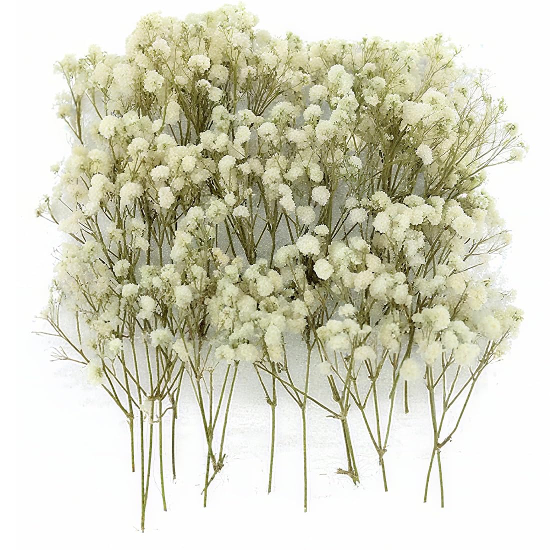 Gypsophila Essiccata Bianchi 100 Pezzi Fiori Secchi per Decorazioni Nozze Artigianato Resina