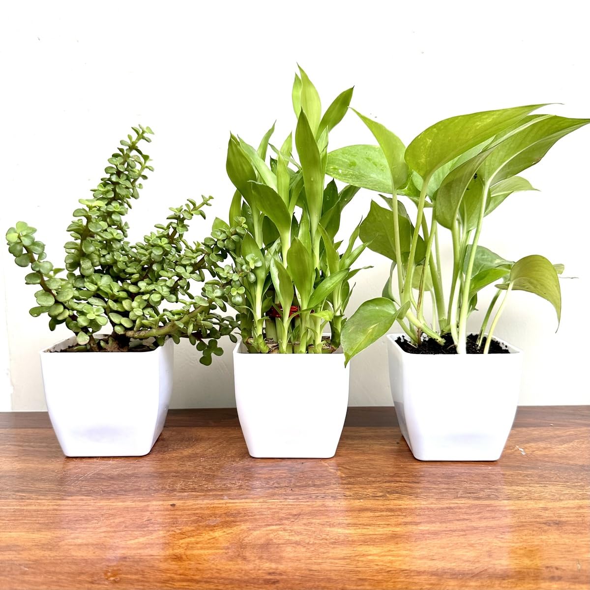 Combo Pack of 3 Indoor Live Plants – 2 Layer Lucky Bamboo, Money Plant & Jade Plant in Plastic Pots | Good Luck, Wealth & Air Purifying Plants for Living Room & Office Table Decor (All White)-image-38