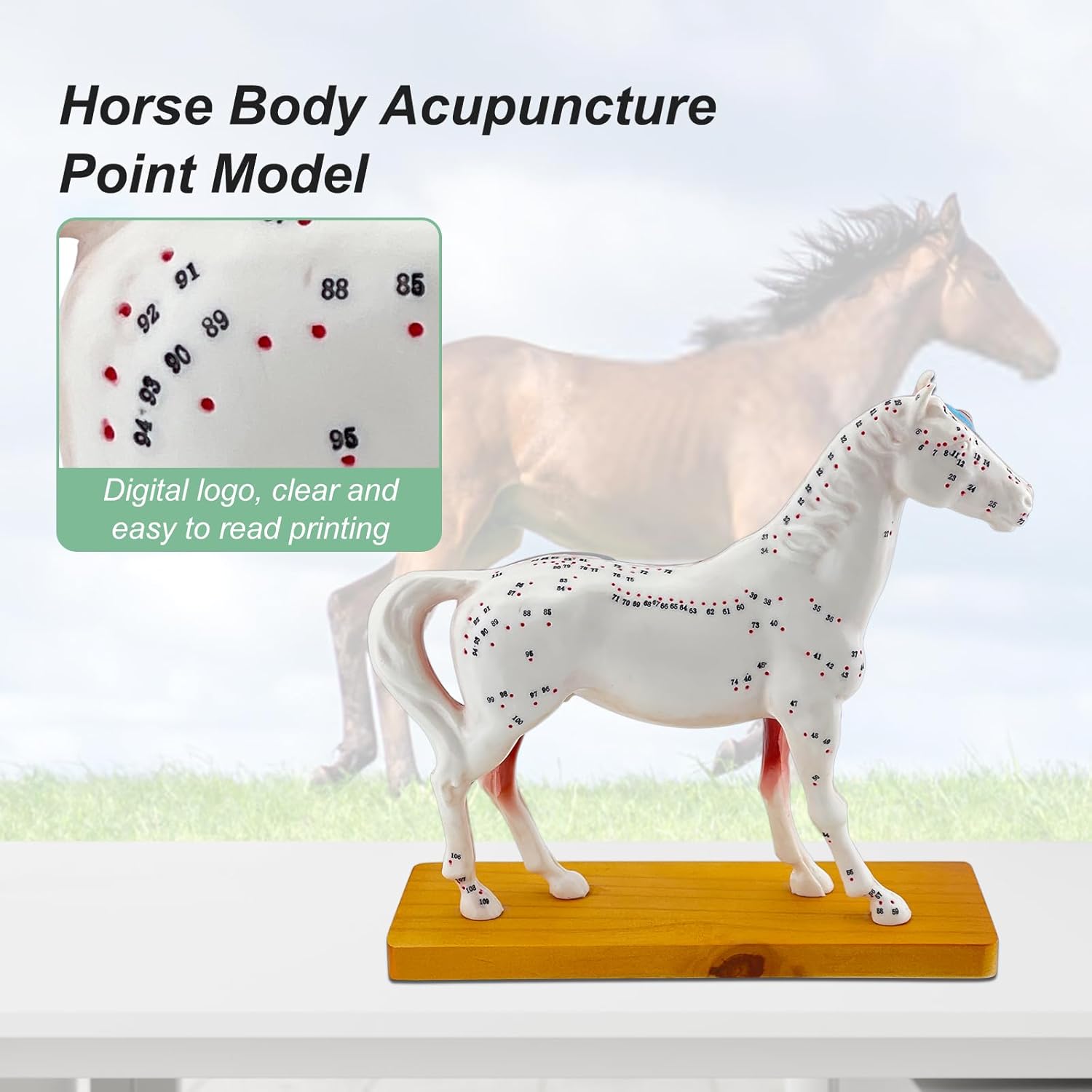 Horse Acupuncture Model, Animal Acupuncture Model Contains 116 Acupoints Half Acupoints and Half Muscles Used, for Veterinary Animal Anatomy Teaching and School Scientific Research Display