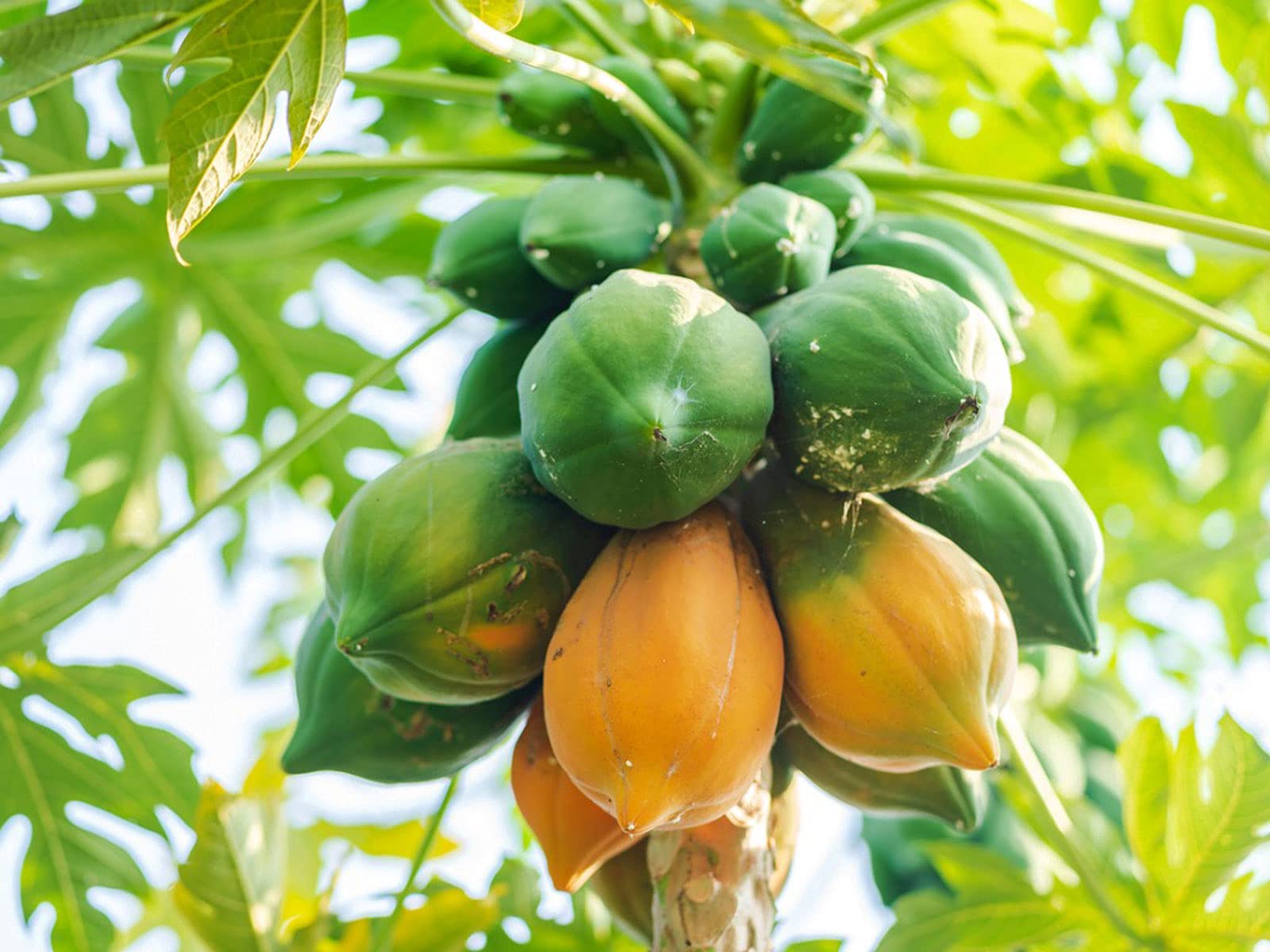 Bahan Traders Live Papaya/Papita Red Lady Hybrid Fruit Plant for Outdoor Gardening- 1 Live Plant with polybag (B09TM46PPN) Amazon Price History, Amazon Price Tracker