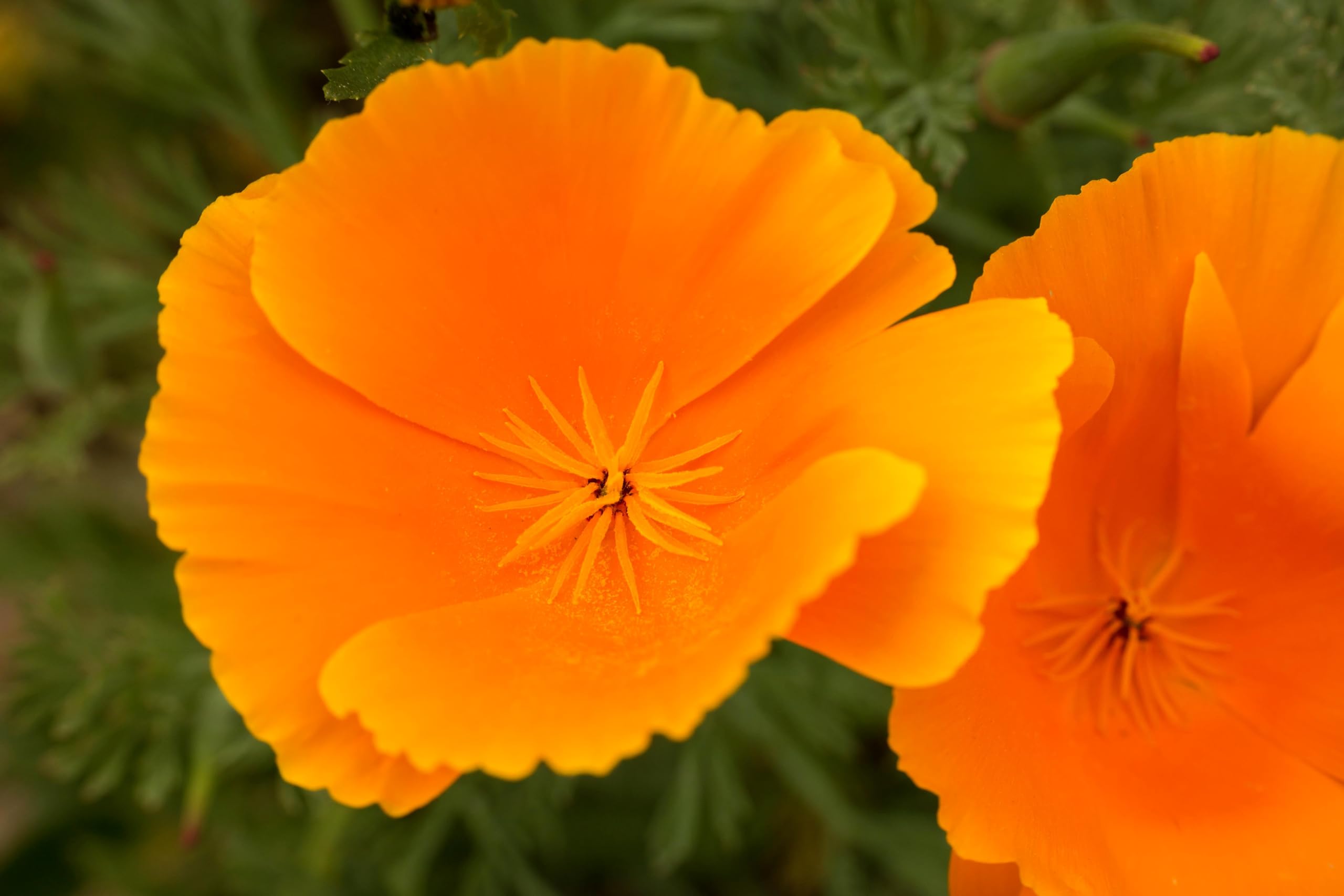 Goldmohn (Eschscholzia californica) Samen. Kalifornischer Mohn, Goldbecher. Heilpflanze (20000 Samen = 26,0g)