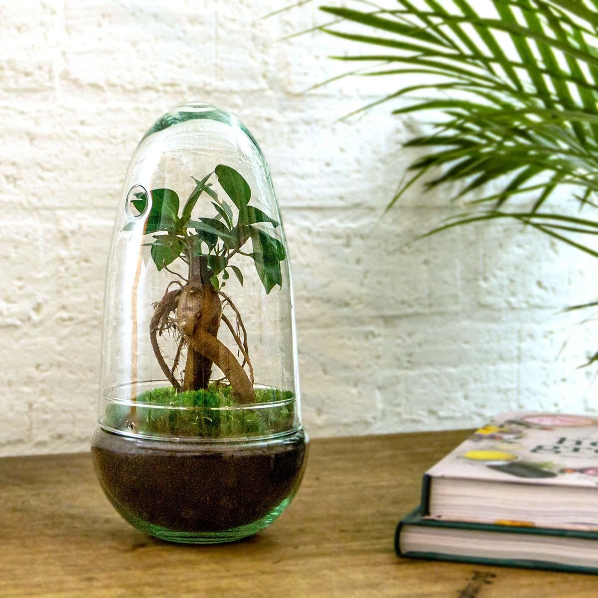 Terrarium végétal Egg Bonsai 25 cm Jardin en Bouteille Kit de Bricolage Ensemble Complet Mini écosystème avec Plantes