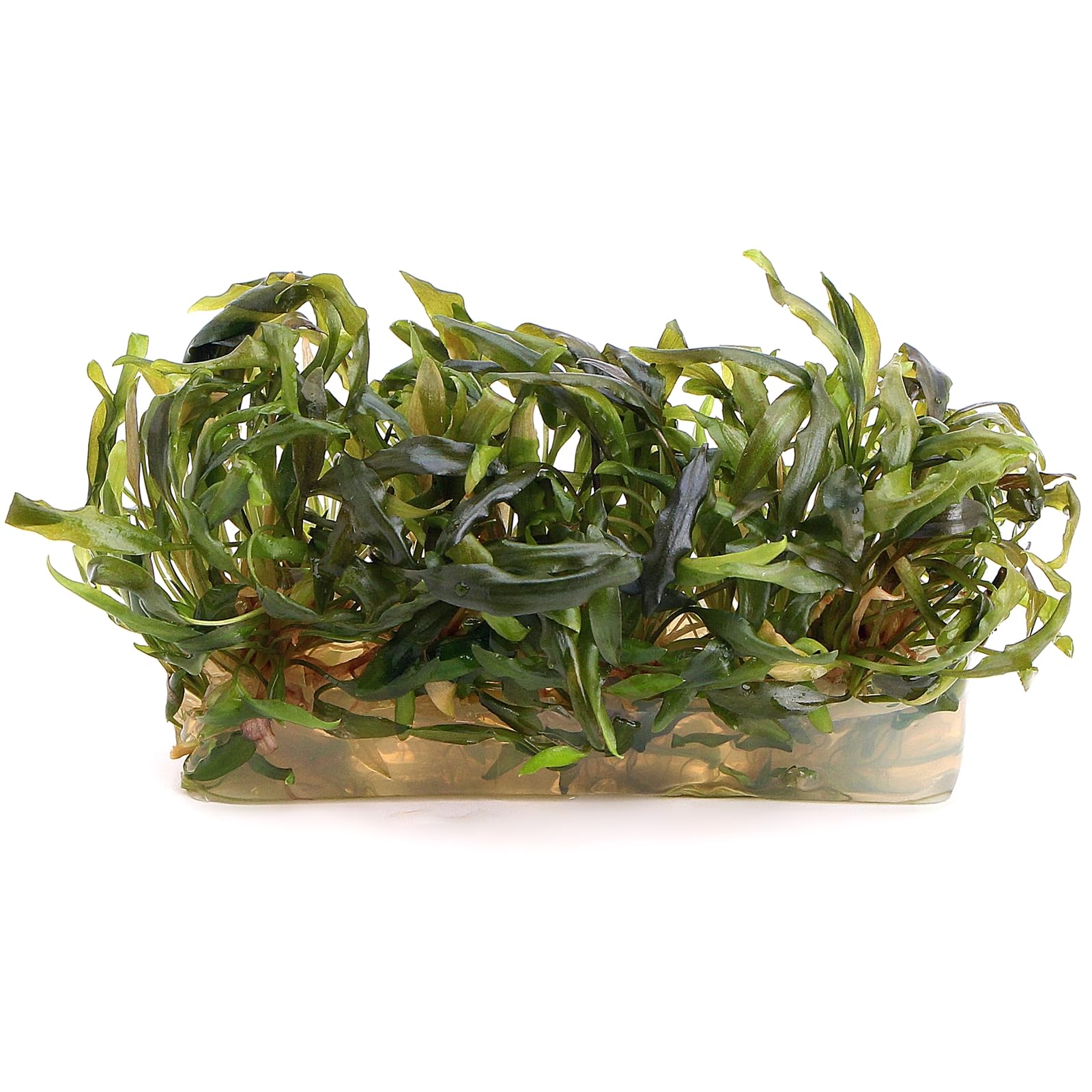 Cryptocoryne Wendtii Indonesia in Vitro Live Aquarium Plants for Midground Freshwater Tropical Tank Aquascaping K2aqua