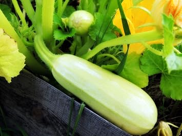 Seeds Zucchini Mush Bush White Giant Heirloom Non GMO