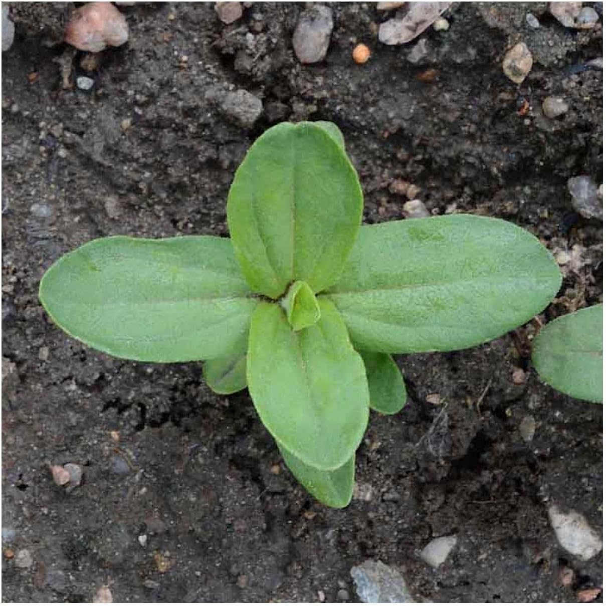 Everwilde Farms - 1 Lb Cherry Queen Zinnia Wildflower Seeds - Gold Vault