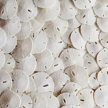 Tumbler Home Real Sand Dollars 1.25" - 1.5" Inch 30 Pack, Natural White Sand Dollars for Crafts, Bulk Florida Sanddollar Shells for DIY Crafts, Beach Wedding Decor, Nautical and Coastal Room Decor