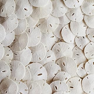 Tumbler Home Small Natural White Sand Dollars - 100 pcs - Wedding Sea Shell for Craft 1 1/4" to 1 1/2" - Real Sanddollars Hand Picked and Packed in Florida