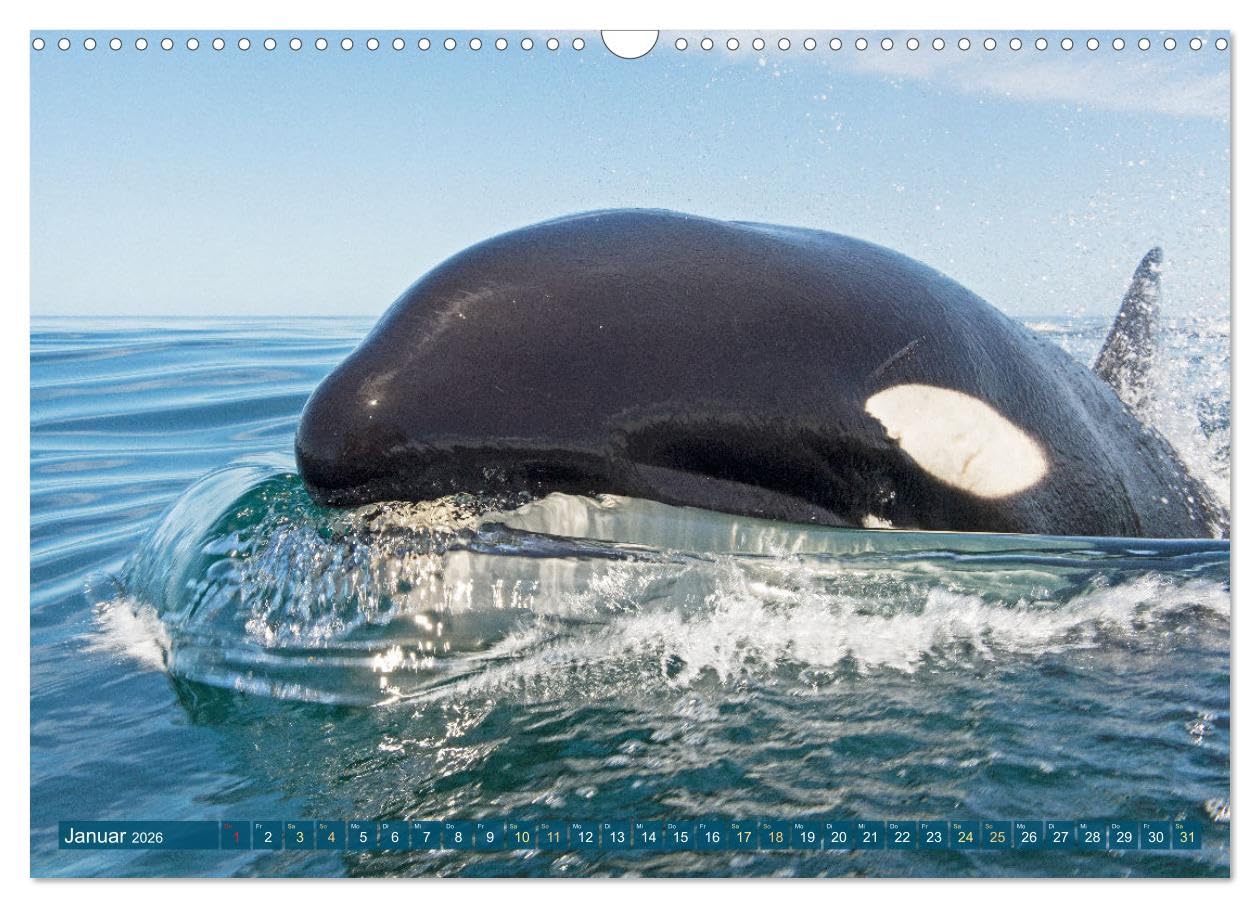 Orcas: Schwarz-weiße Giganten (Wandkalender 2026 DIN A3 quer), CALVENDO Monatskalender: Orcas: Majestätische Meeresakrobaten (CALVENDO Tiere)