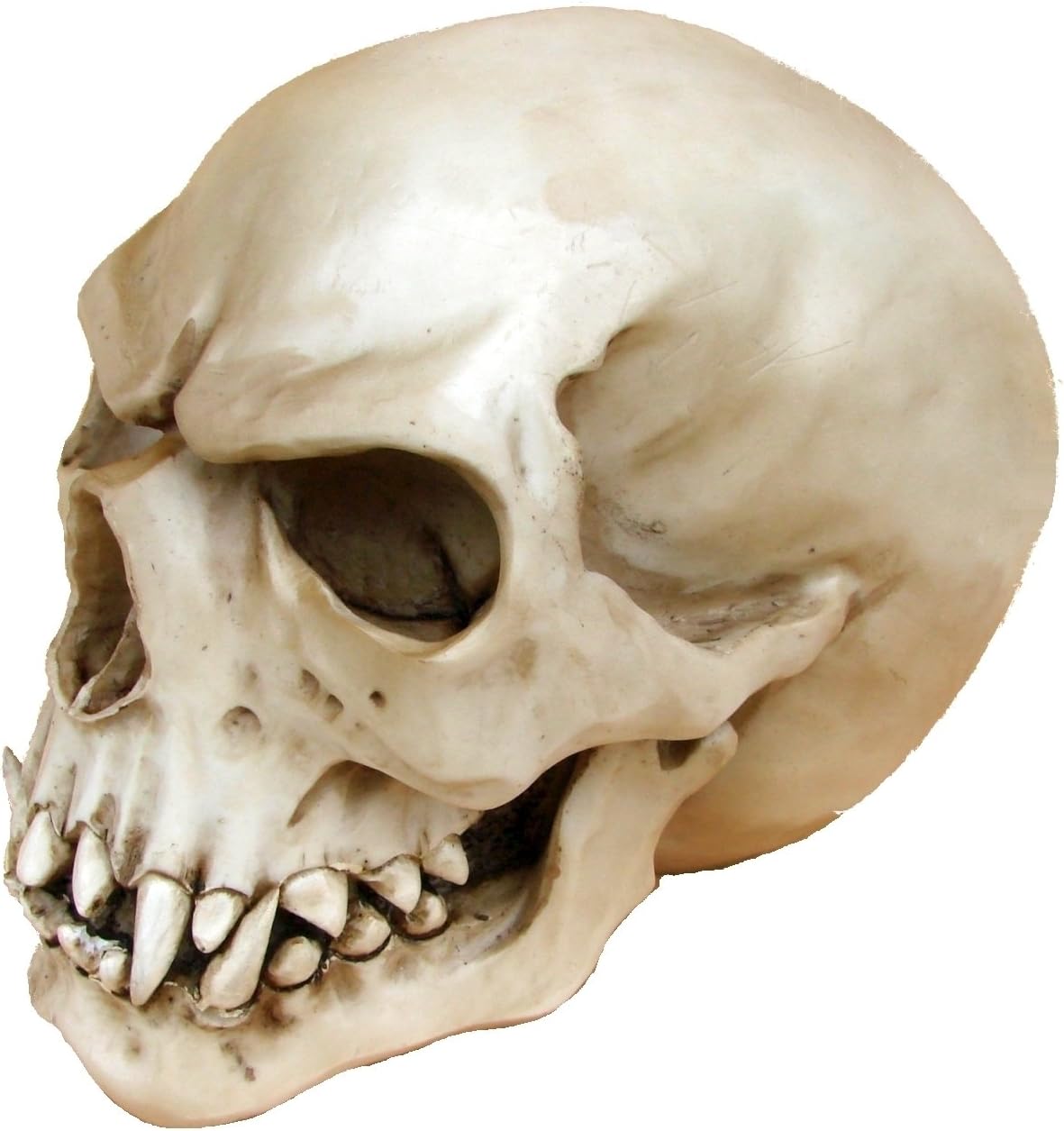 Markus Mayer Orc Skull