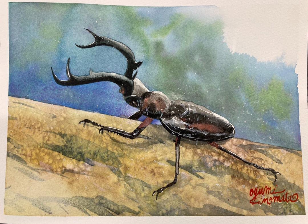 特大・良型 ディディエ−ルシカクワガタ♂野外標本 2025年最新