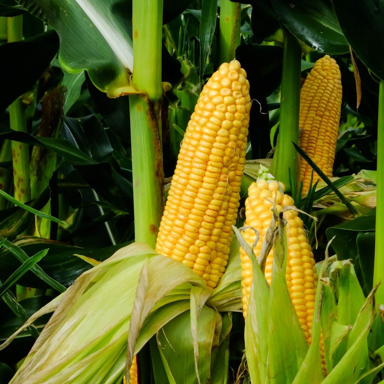 Hybrid corn seeds for farming || Seeds for hybrid corn farming || 180 Seeds