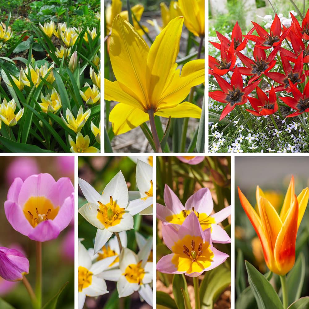 YouGarden Hardy Tulips 'Rock Garden' Mix, 20 x Bulbs, Size 6/7, Early Spring Colour, Great for Pots