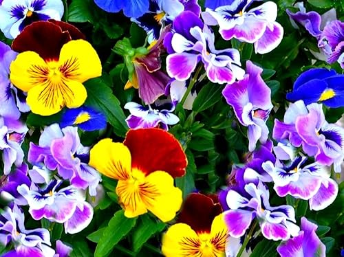 Mezcla de semillas de bambú de viola multicolor, más de 50 semillas para plantar sin OMG