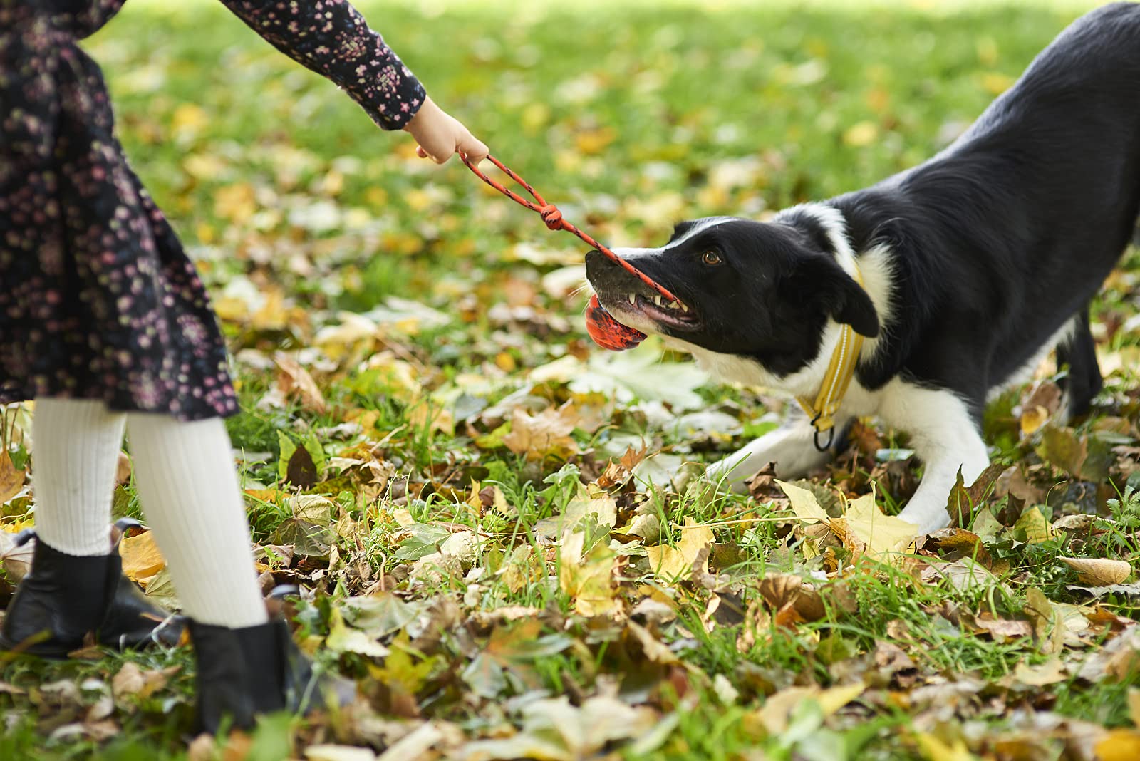 2 pelotas de entrenamiento para perros en cuerda para perros, juguetes de ejercicio y recompensa para perros para entrenamiento de masticación, juguete de tirón para perros, juguetes para