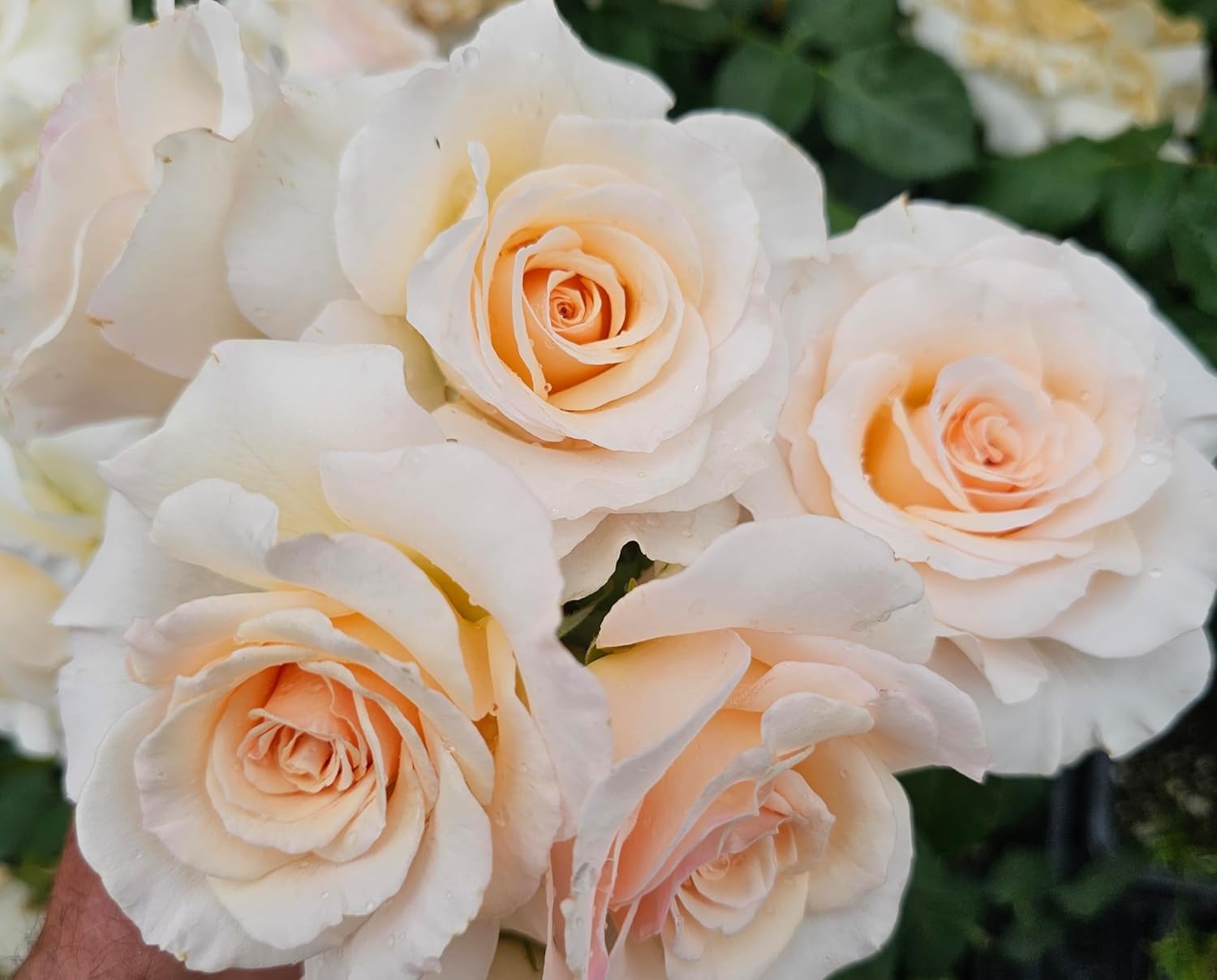 French Lace Rose Bush, Rose Bushes Ready to Plant, 2 Quart Pot, Plant Gifts, Roses Live Plants (White, Light Apricot - French Lace)