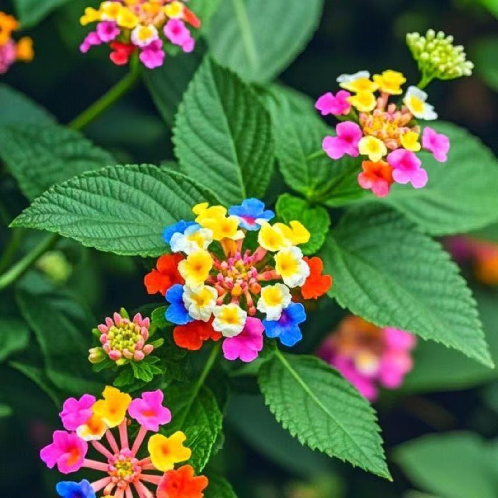 Perennial Lantana Seeds for Planting-Garden Decoration, Hardy, Professional Planting, Simple to Grow, Outdoor Garden Displays-500Count-A