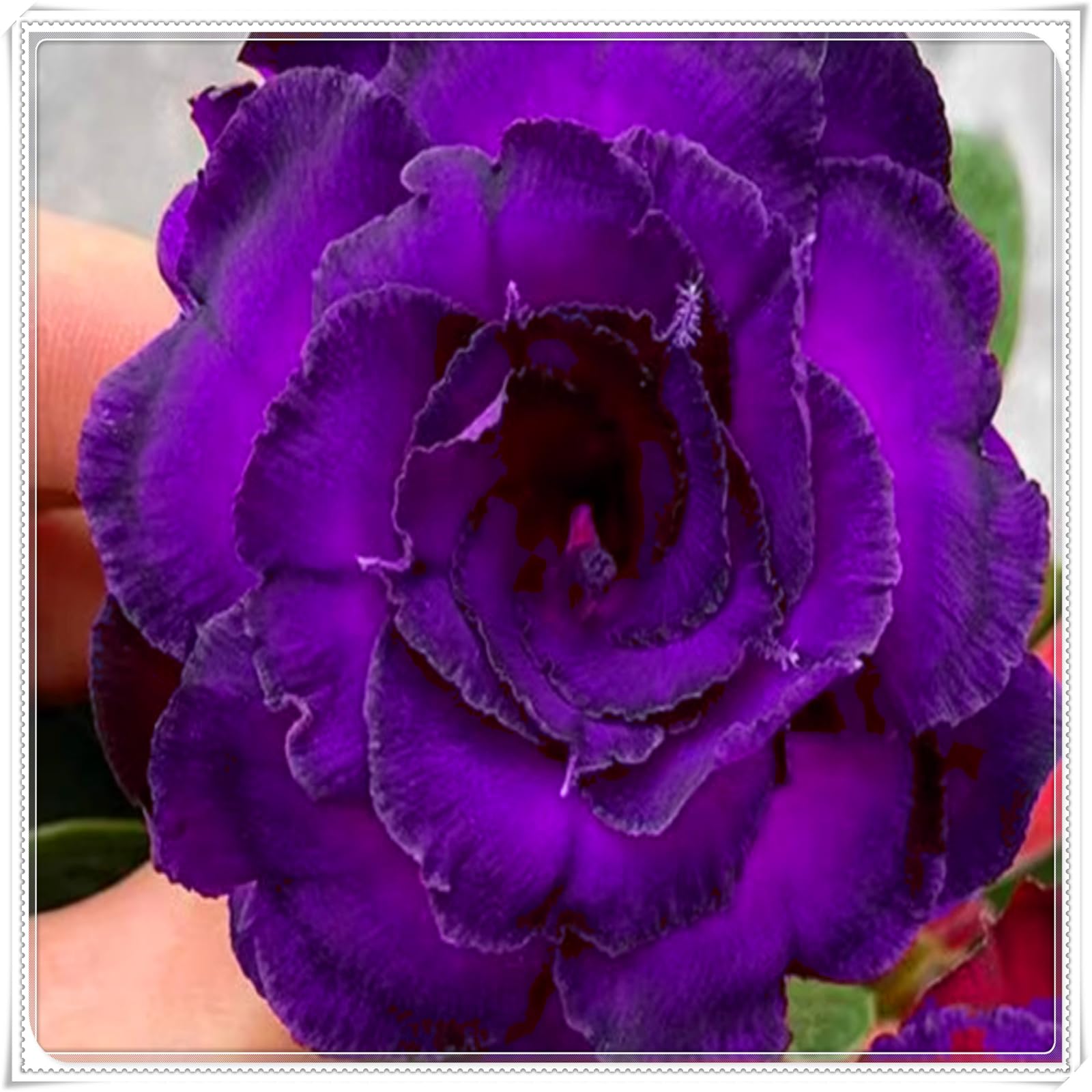 Perennial, Brilliant Desert Rose Bulbs,for Stunning Garden Displays-4 Bulbs-G