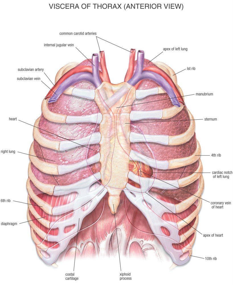 Anatomy Of Thorax