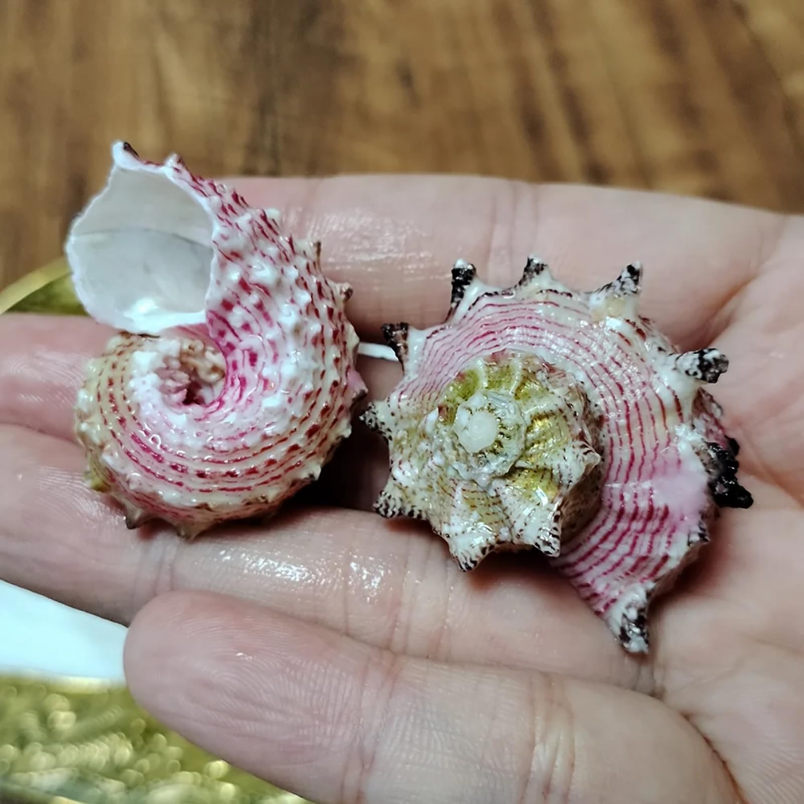 Conchiglie marine riempitive, 2 pezzi, 3 cm-5 cm, conchiglie Angaria Neglecta rosa naturale rotondo cavalluccio marino lumaca Angaria Delphinus conchiglia campione collezionista spiaggia
