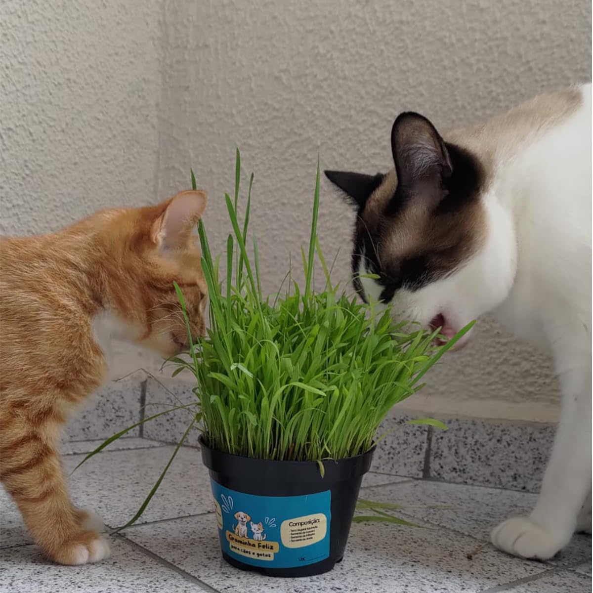 Graminha para Gatos e Cachorros – Saúde Intestinal e Redução de Bolas de Pelo | Kit Completo com Vaso e Sementes