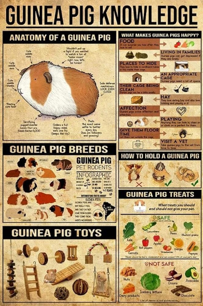 rayprint 8x12 inch Metal Tin Signs Metal Sign Guinea Pig Knowledge Signs, Home Decor, Vintage Wall Art