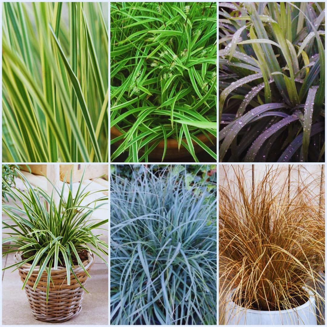 4 Assorted Grasses Ornamental Live Plants Seedlings Well-Rooted, Size 5 to 9" Perennial Hardy Ornamental Grass Plants, Mixed Colors (Mixed 4 Random Grasses - 4)