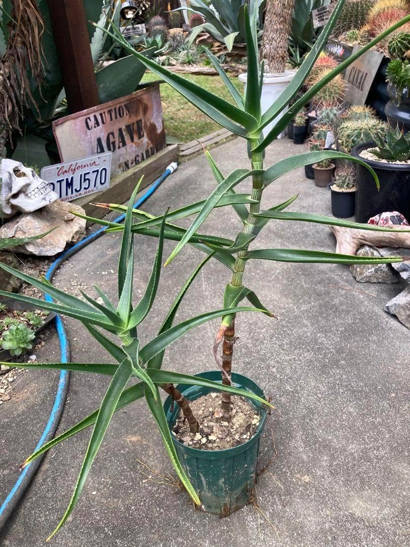 大株］アロエ ストリアツラ 耐寒性アロエ ストリアツラ2株植え◇ドライ